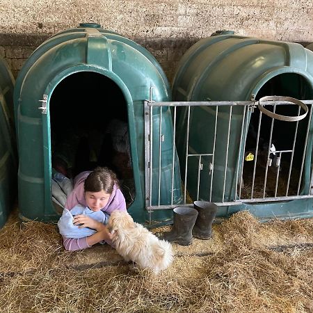 Schlafen Neben Den Kleinen Kaelbchen Im Kaelberiglu Bingum Екстер'єр фото